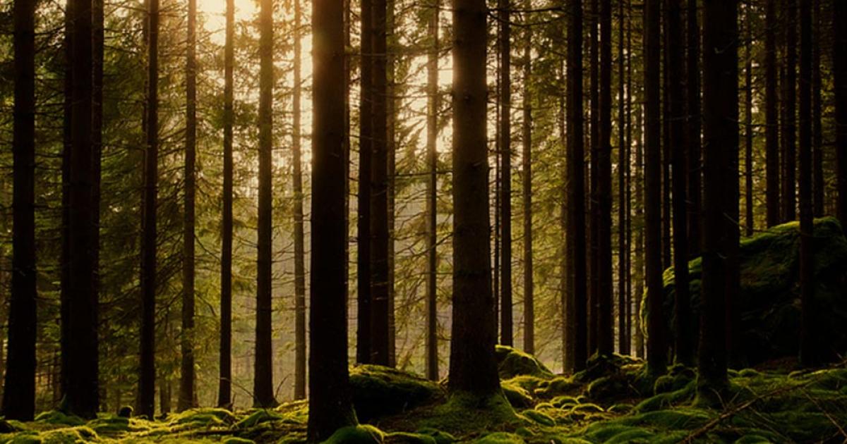 Skogar i Sverige blir äldre och mer hållbara